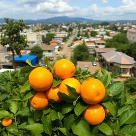 Gazeta de Limeira